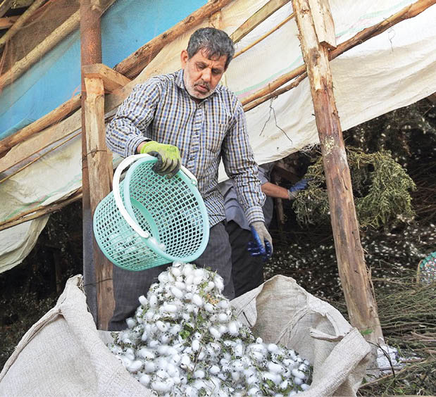 پیله تا نخ ابریشم