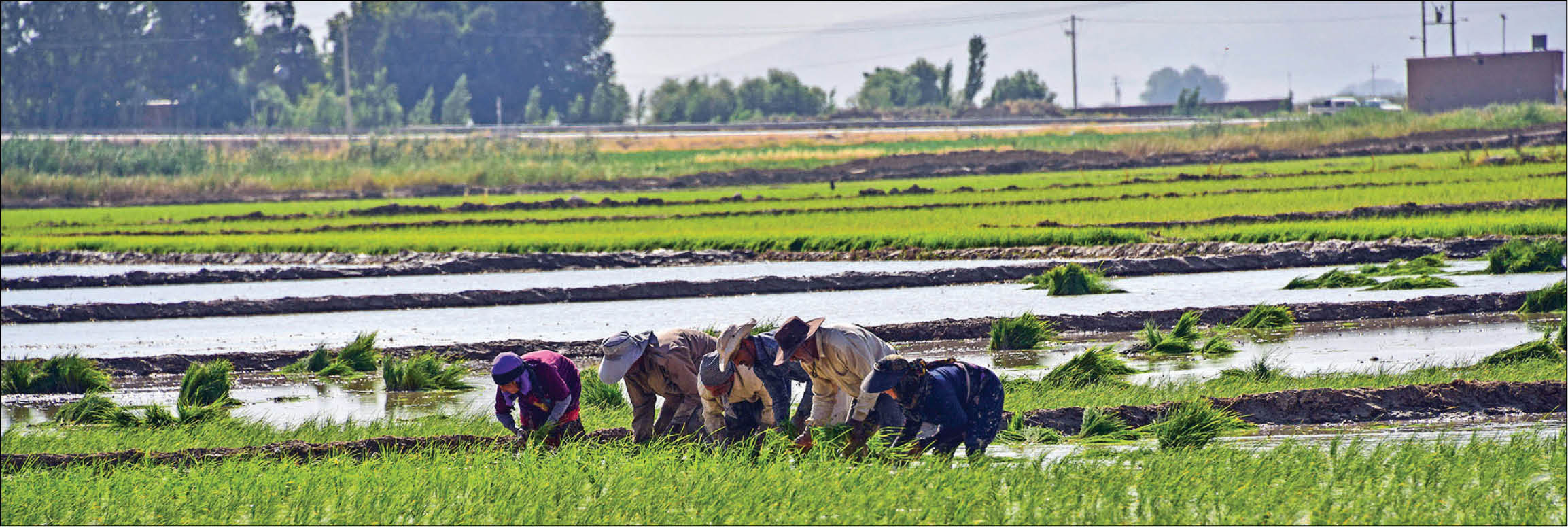 احتمال کاهش تولید محصولات زراعی در 1401