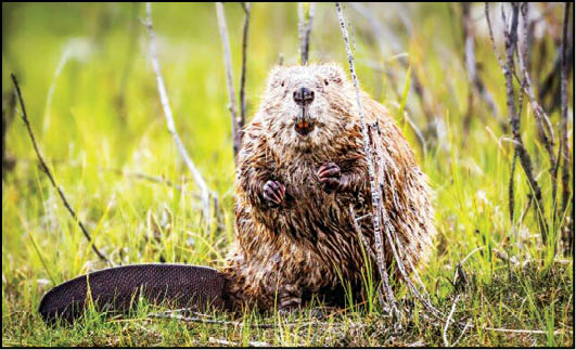 یک سگ آبی اینترنت را در کانادا قطع کرد