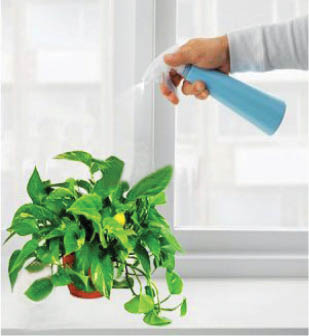 گیاهان را به حمام ببرید