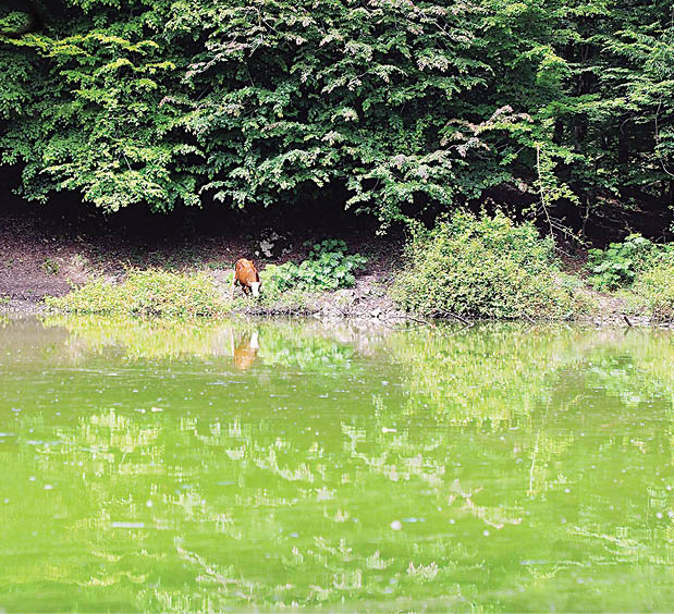 مرداب هسل، بوم نقاشی طبیعی