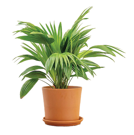 نخل بادبزنی، مقاوم و ماندگار