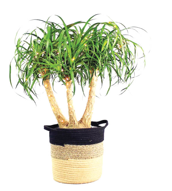 لیندا؛ ‌چشم‌نواز آپارتمانی