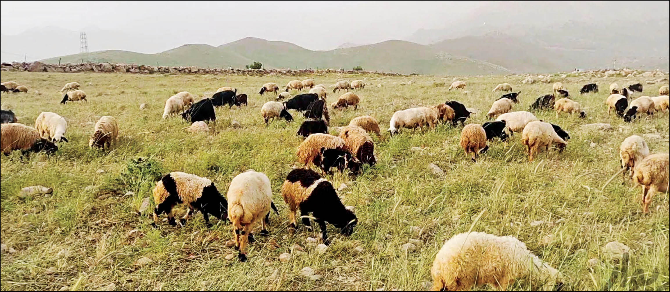 همشهری از وضعیت تولید و مصرف گوشت قرمز گزارش میدهد