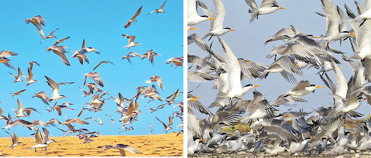 بهشت پرندگان مهاجر