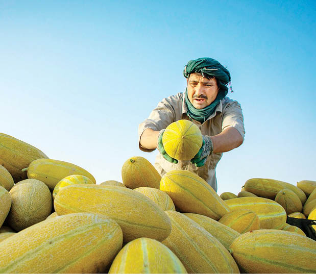 برداشت خربزه در سرخه