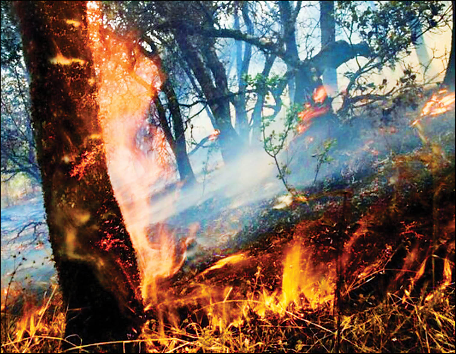 جنگل تخت‌جمشید ‌زغال‌کباب شد