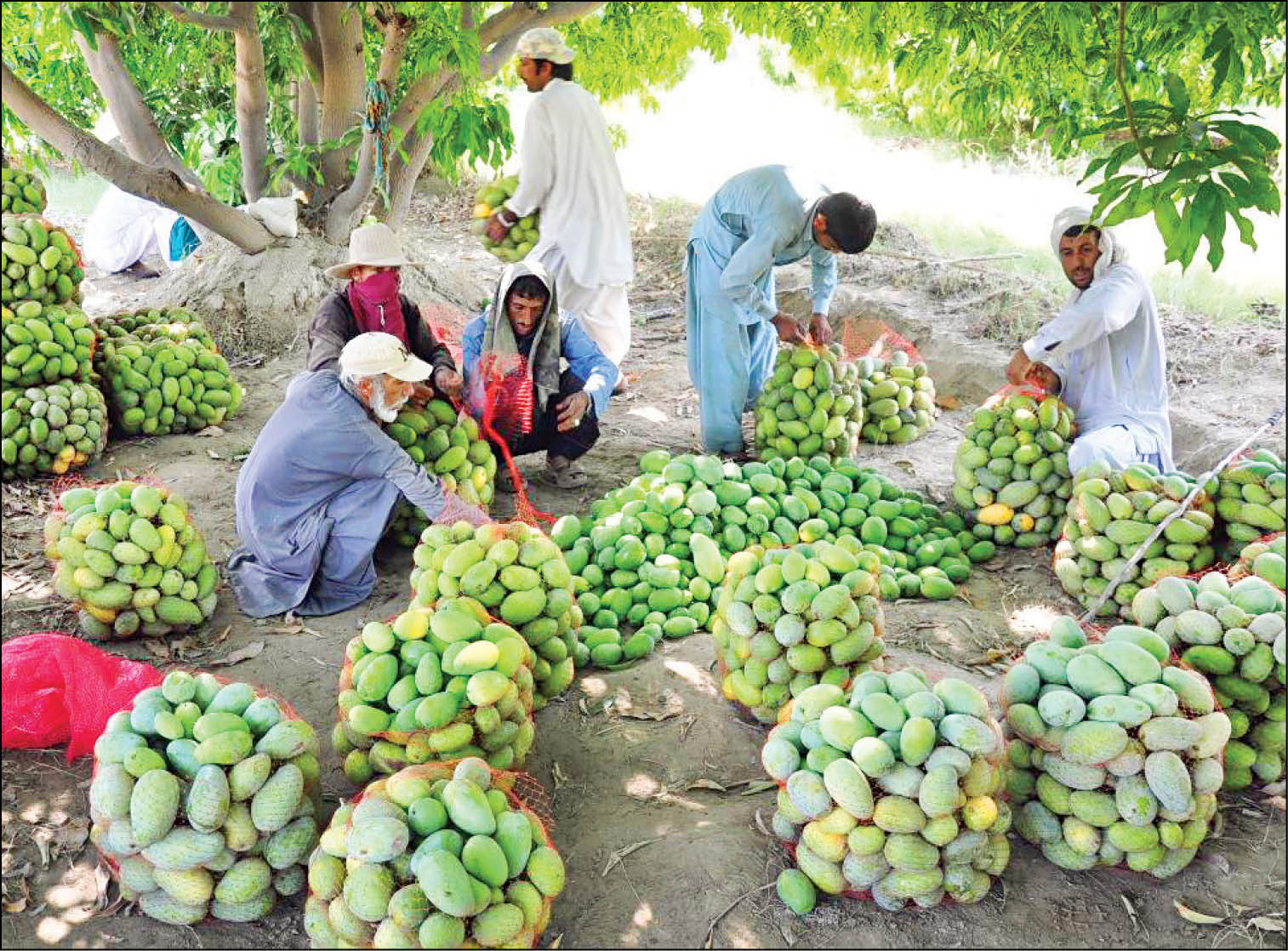 تجاری‌سازی میوه‌های‌گرمسیری در سیستان‌وبلوچستان