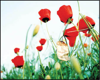 شناسایی 300شهید با یک دسته گل شقایق