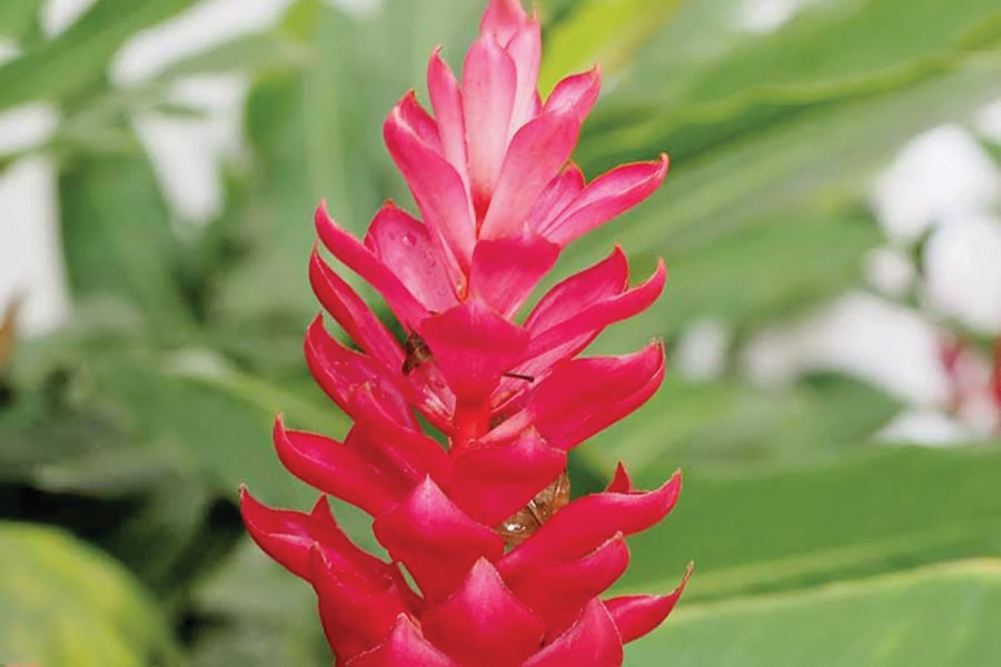 جینجر زیبا و خوش‌رنگ