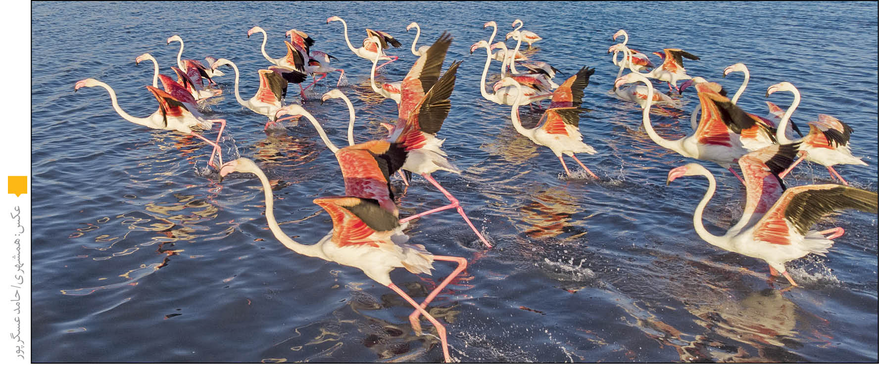 یک پیشنهاد برای حفاظت از پرندگان مهاجر