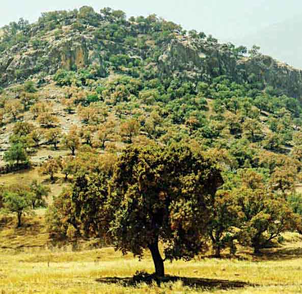 آفت به جان بلوط‌های کهگیلویه‌و‌بویراحمد