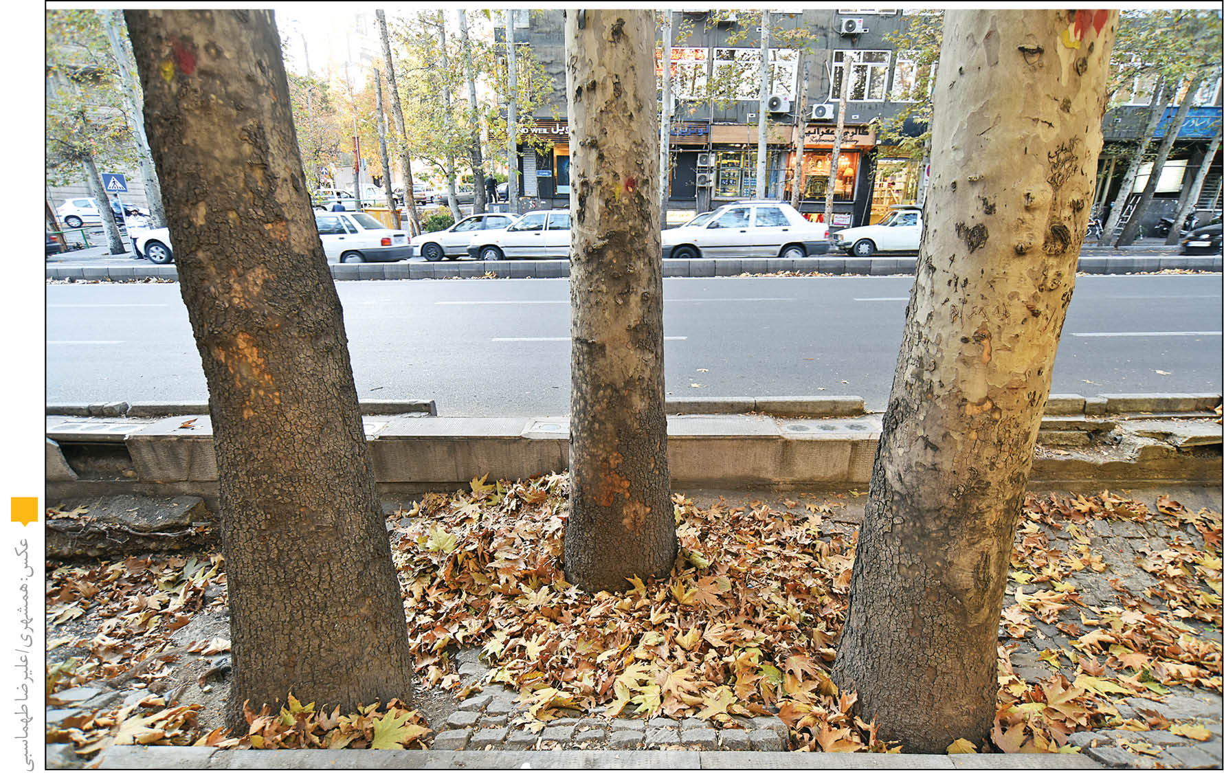 خزان زودرس‌چگونه به تهران رسید؟