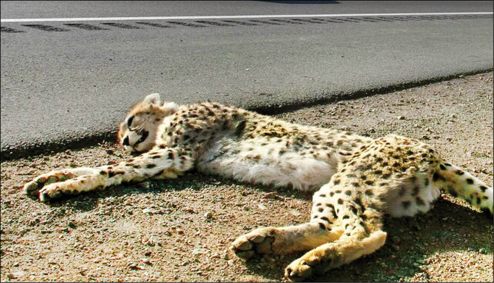 یوزها قربانی جاده‌ها ‌