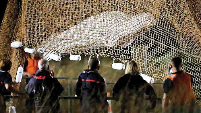 نجات نهنگ ویتامین‌خور