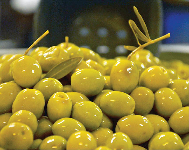 اعتبار ویژه برای رونق زیتون رودبار