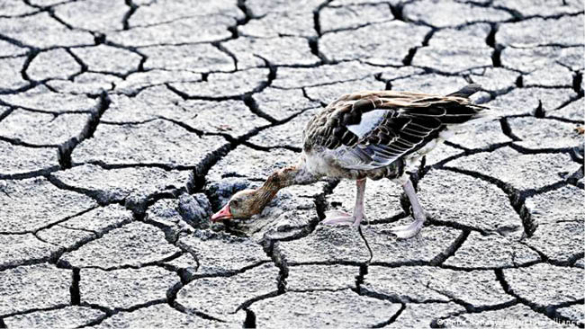 اروپا در دام خشکسالی