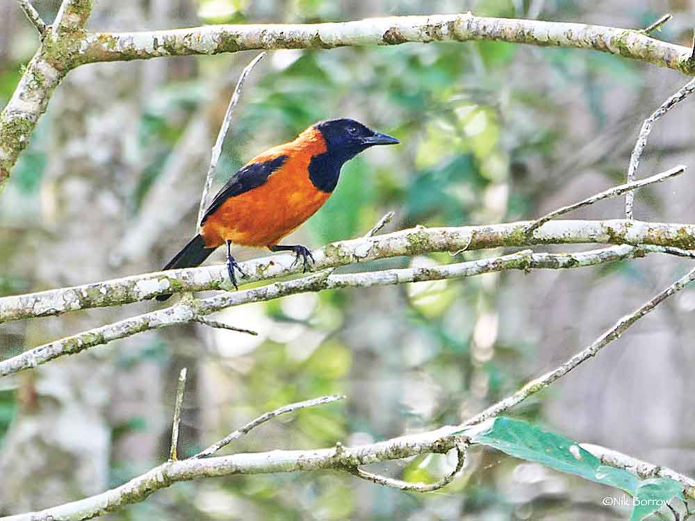 کشف نخستین پرنده سمی