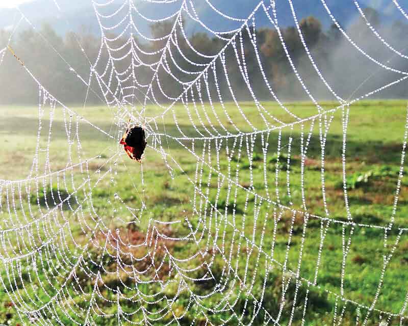 عنکبوت‌ها هم ‌رؤیا می‌بینند