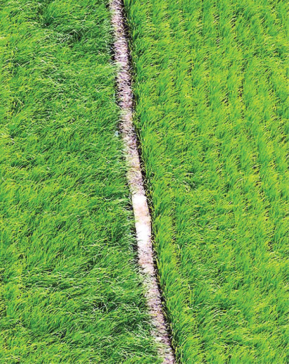 عطر خوش برنج در شالیزارهای گیلان