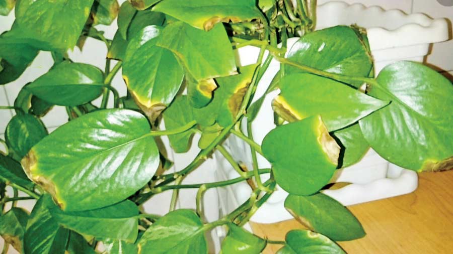 جلوگیری از سوختگی برگ گیاهان