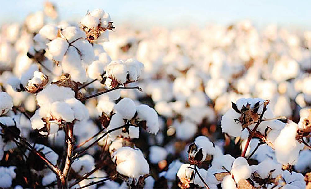 کشت پنبه بعد از 2دهه در قزوین