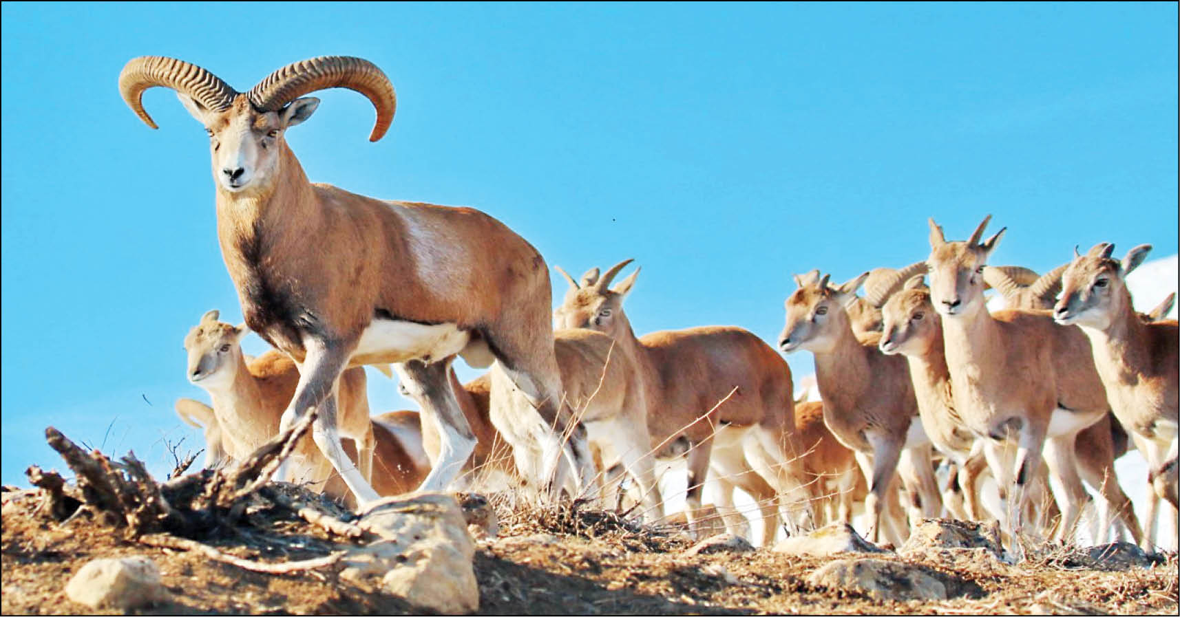 سهم ناچیز زیستگاه‌ها از درآمد شکار