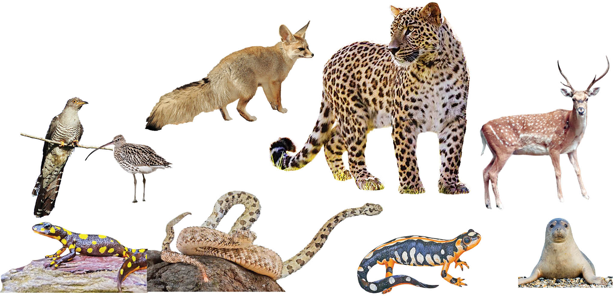 آخرین وضعیت انقراض مهره‌داران ایران