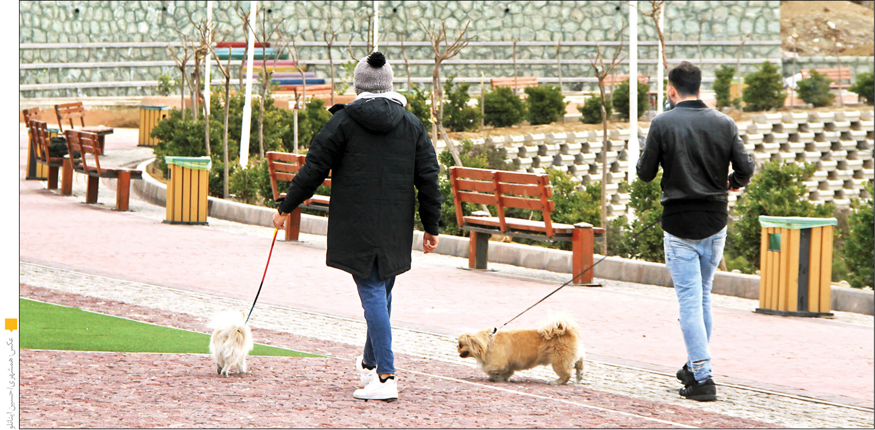 سگ‌گردان حرفه‌ای؛ ماهی 7میلیون و 500