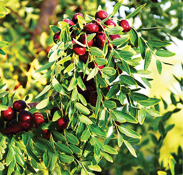 برداشت عناب در خراسان جنوبی