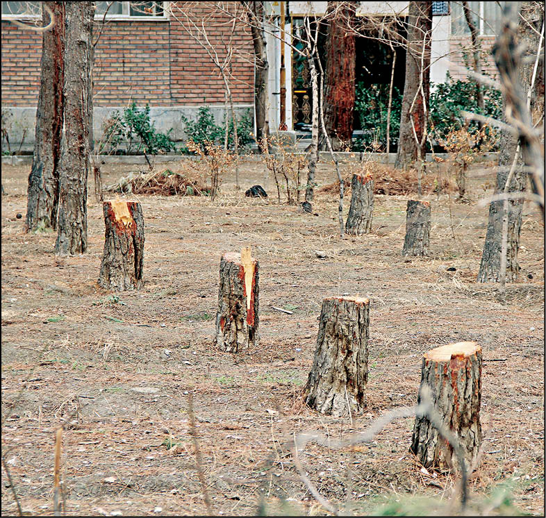 راهکارهای رئیس شورای شهر برای جلوگیری از روند قطع درختان تهران