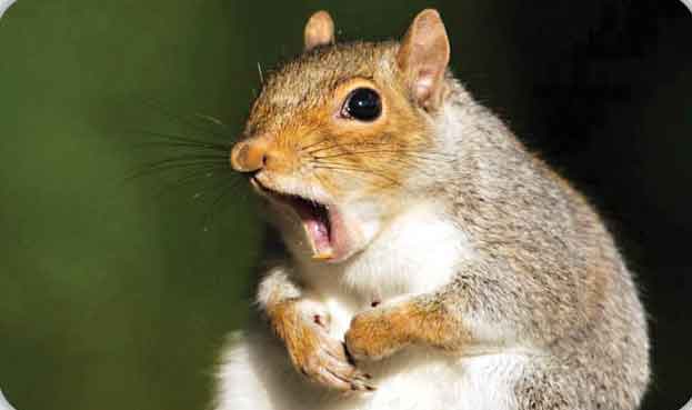 سنجاب، شهر را خاموش کرد