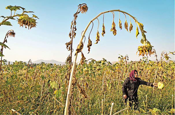 شهر گل‌های آفتابگردان