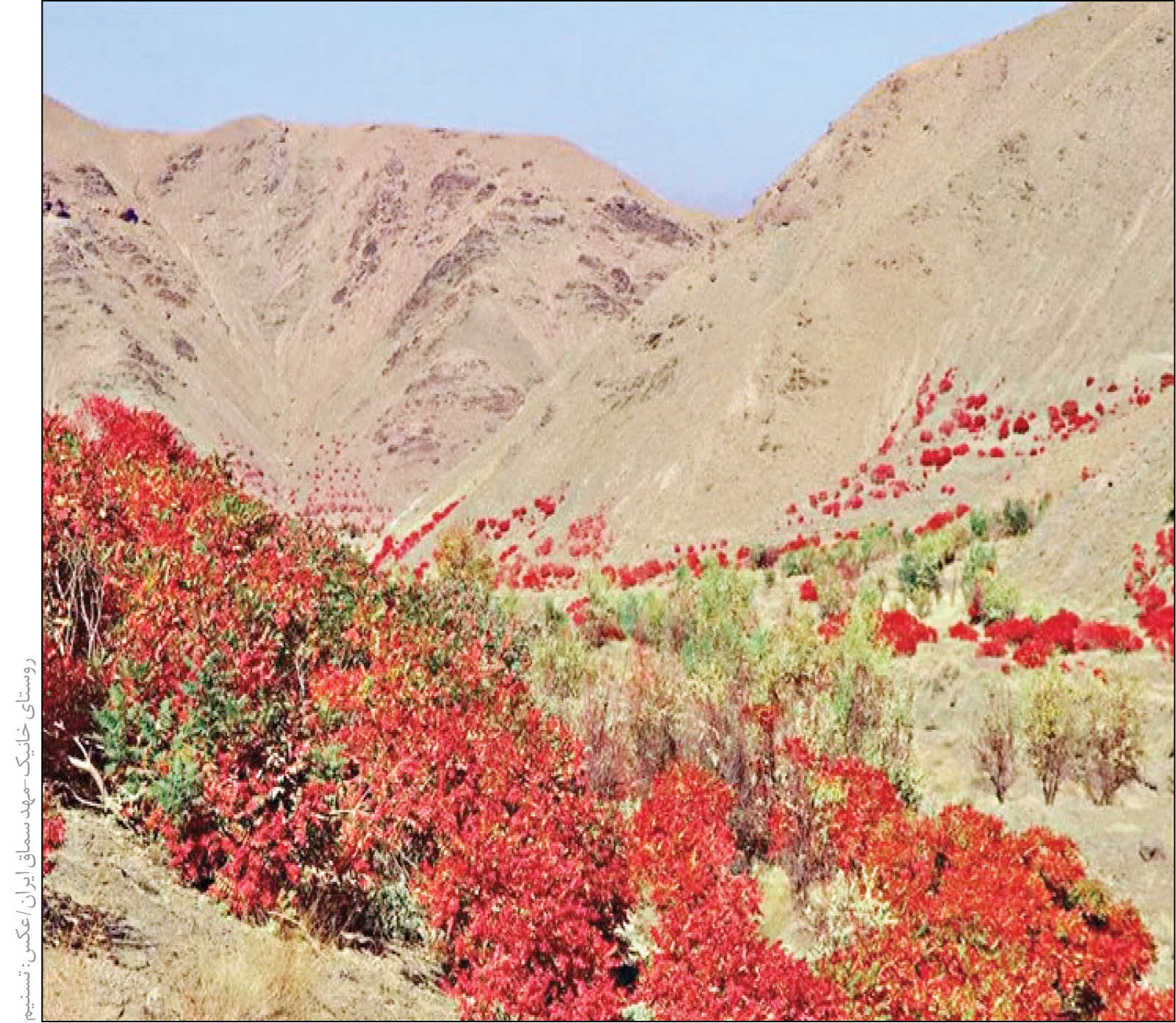 سماق؛ نوشداروی دانش بنیان