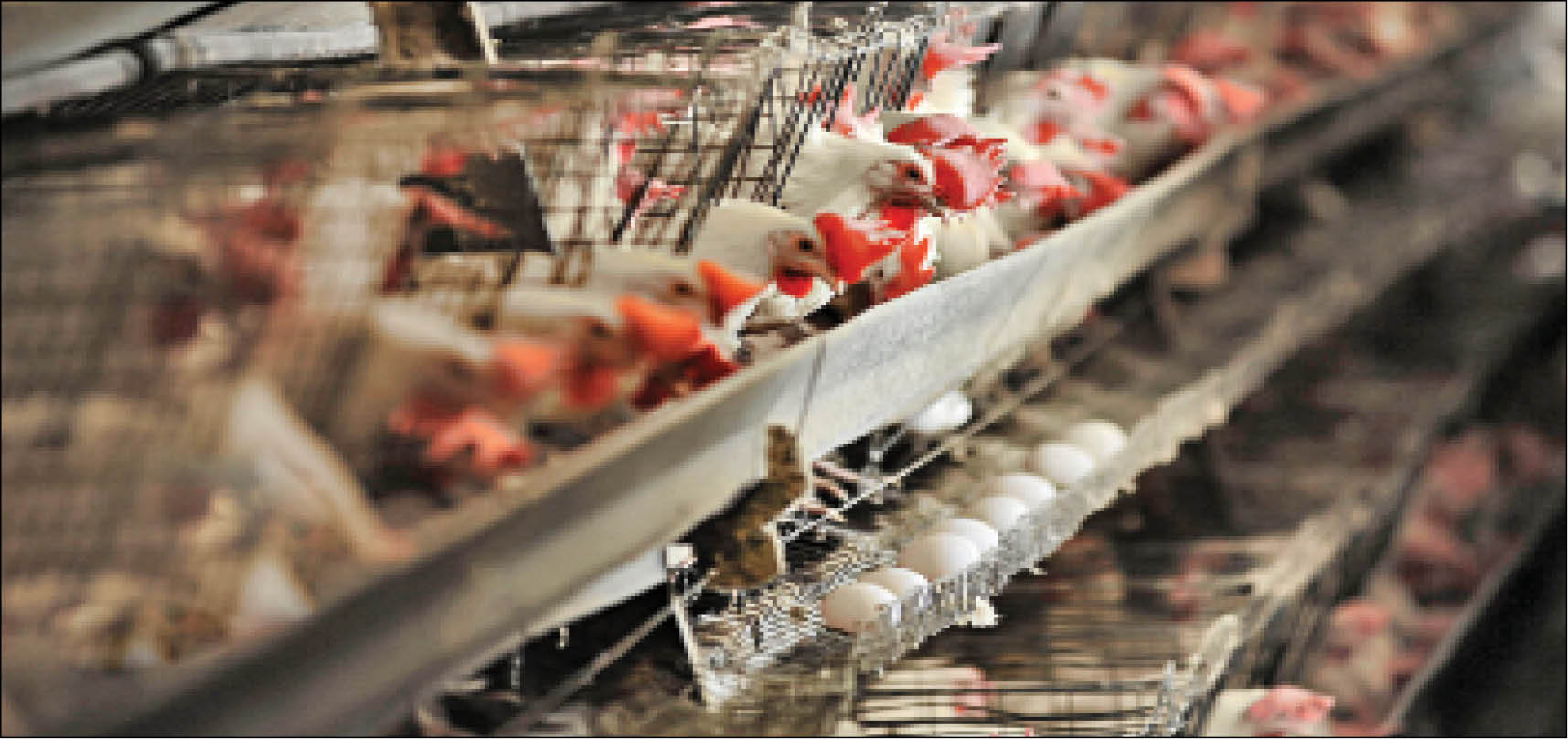 چشم بازار مرغ و تخم مرغ به دولت