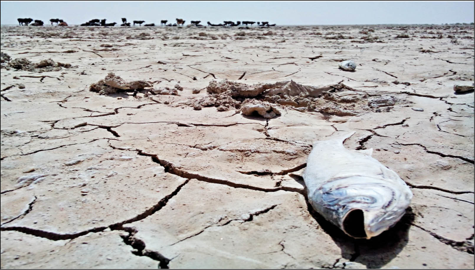 افغانستان و چالش ادامه‌دار تأمین حقابه هامون