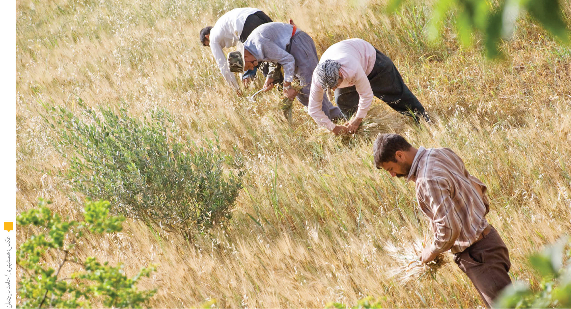 با پایان فصل برداشت گندم در کشور اعلام شد