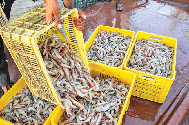 برداشت ۲هزار تن میگو در سیستان و بلوچستان