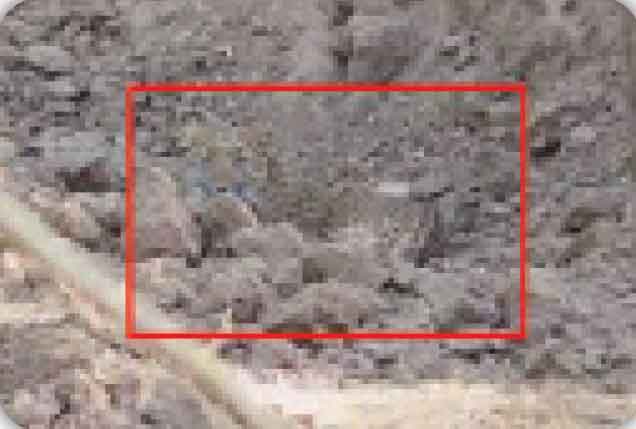 پلنگ نامرئی