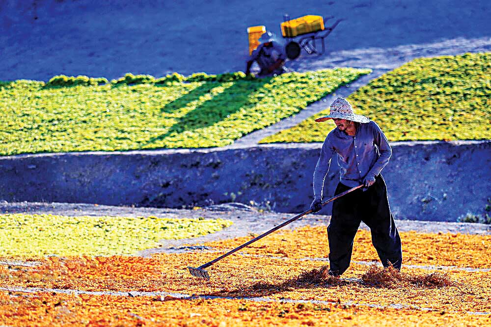 برداشت انگور در دره «جوزان»