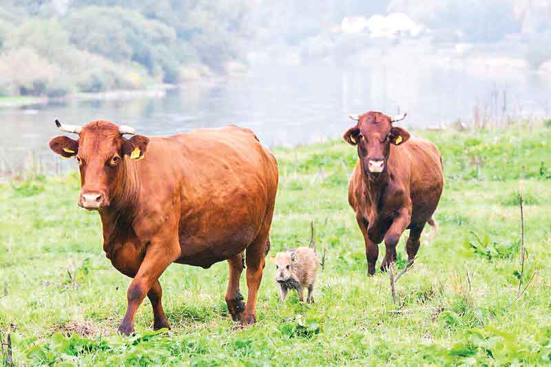 میهمان عجیب گاوها