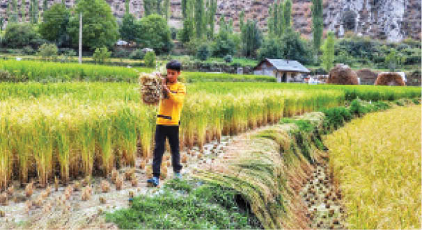 برداشت سنتی برنج