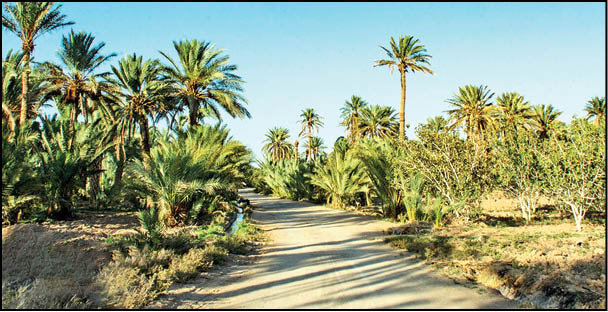 برداشت خرما در بافق