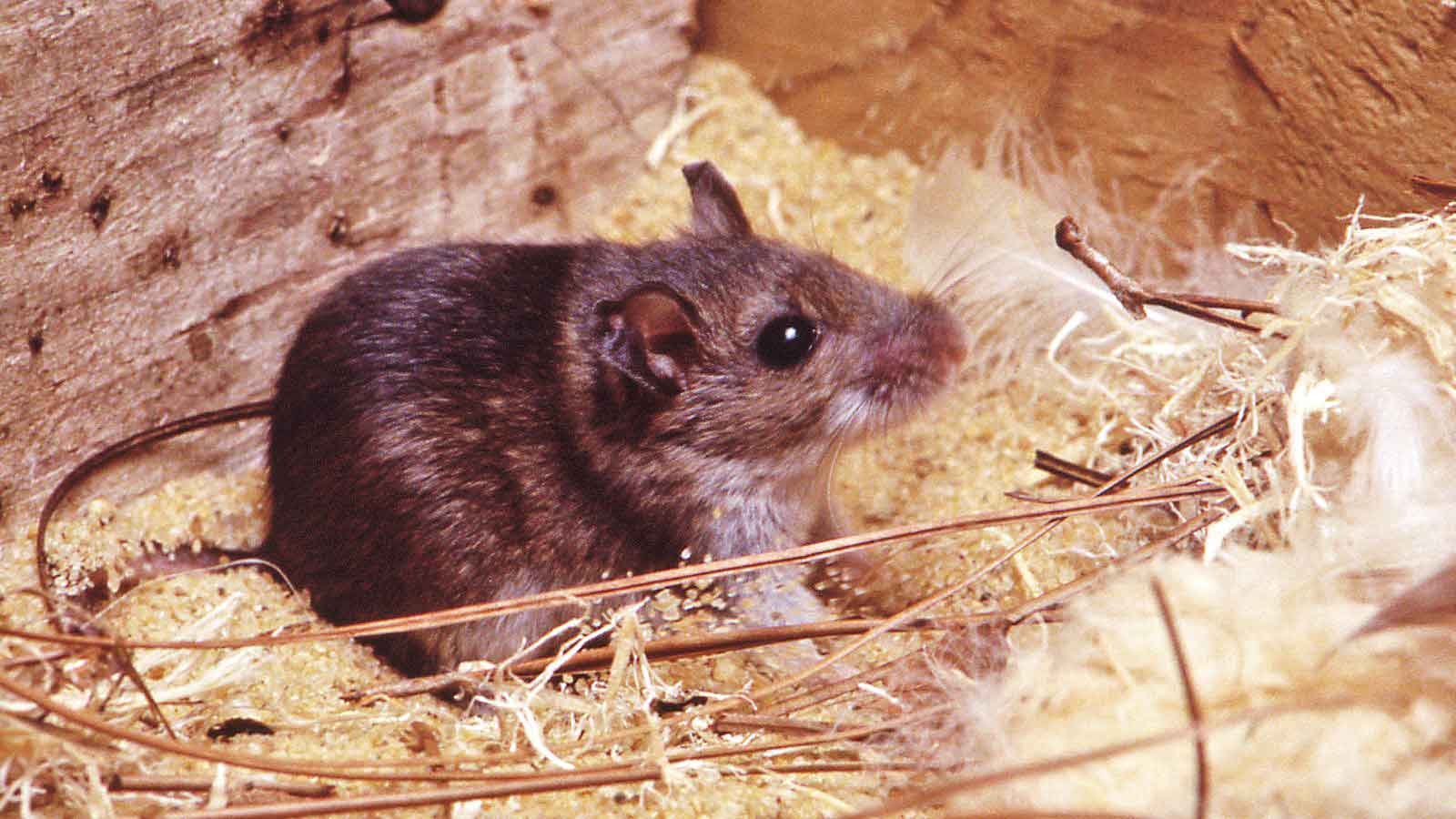 حیوان خانگی موذی