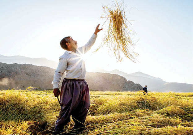 برداشت برنج در خرم‌آباد