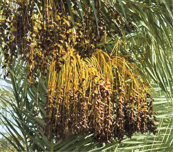 جشنواره گردشگری نخل و خرما