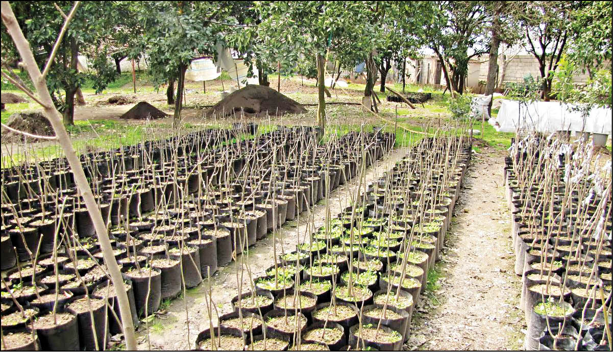 راه‌اندازی 1400خانه محیط‌زیست تا پایان سال