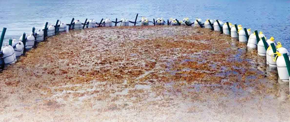 نجات زمین با علف‌های دریایی