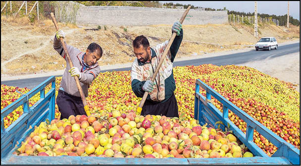 معضلی به‌نام سیب زیردرختی