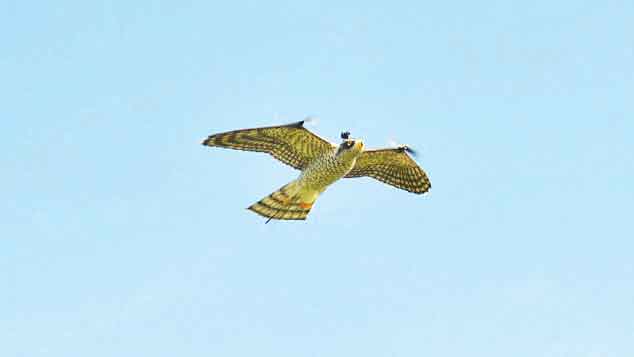 نجات هواپیما با شاهین روباتیک